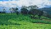 Ceylon