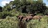 lebombo interior