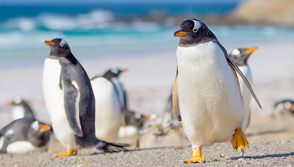 Falkland Islands