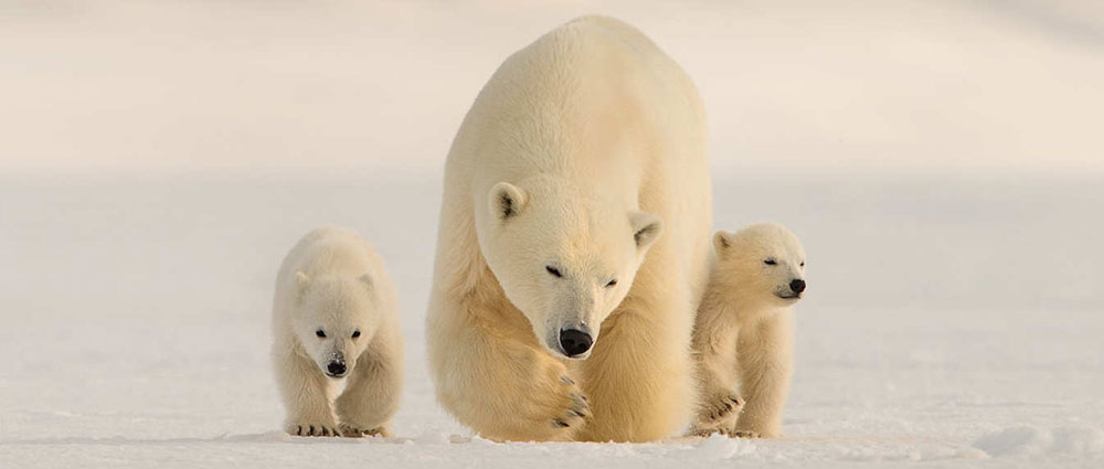 Arctic