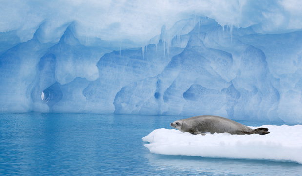 Seal Resting On Ice