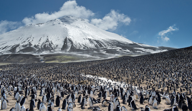 Antarctica Penguins