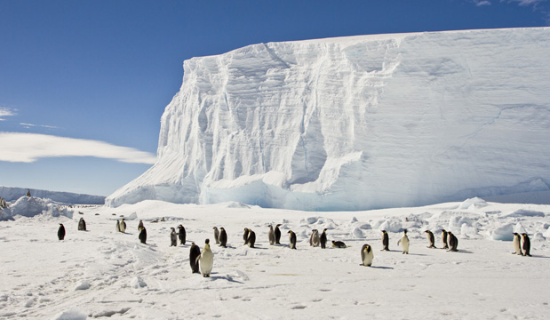 Penguins and Ice