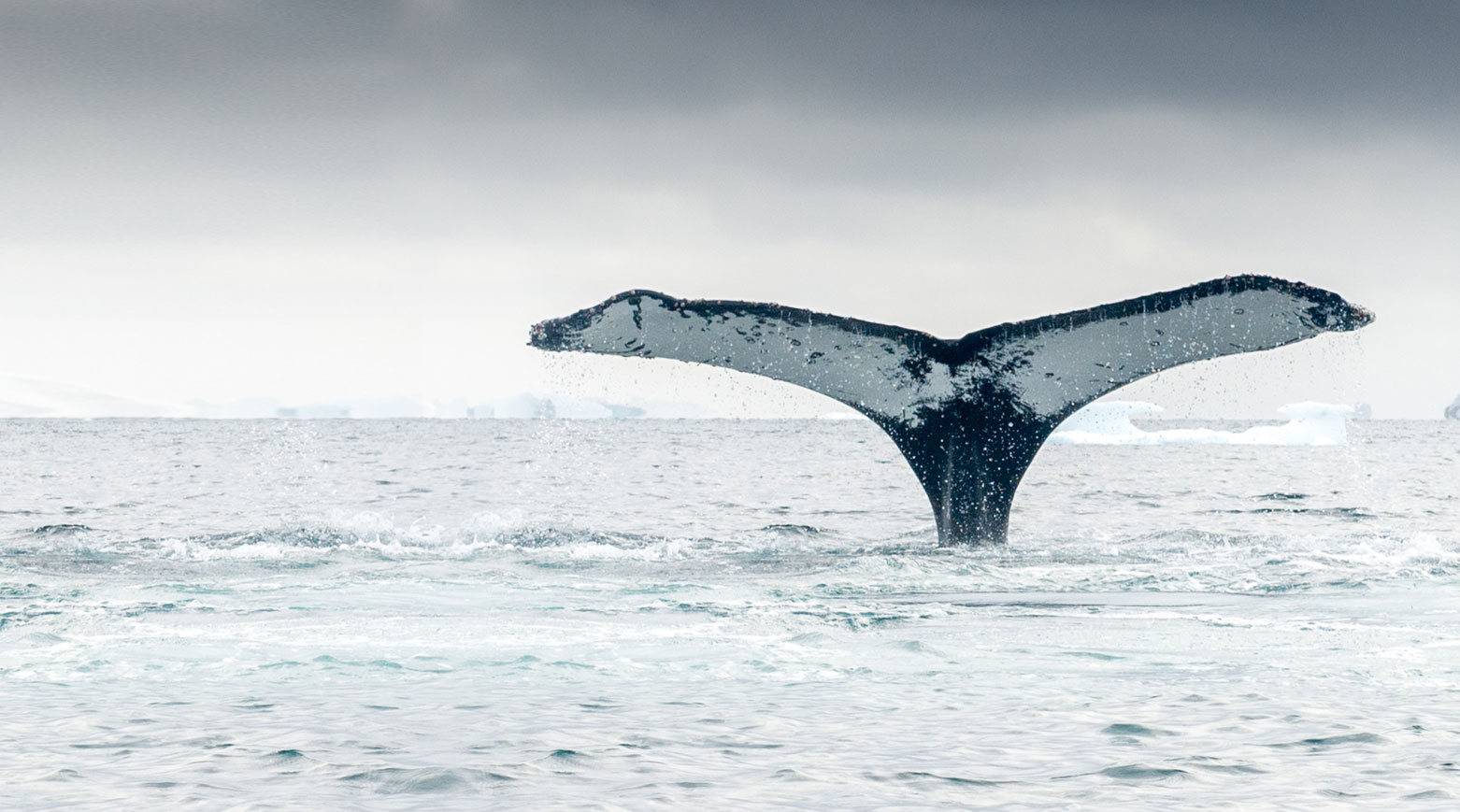 whale