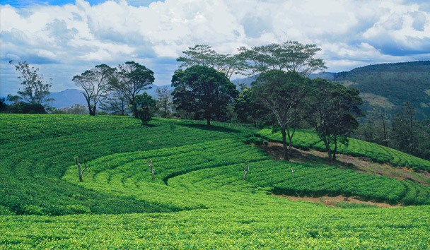 Hotel Experiences at Ceylon Tea Trails