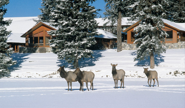 Wildlife Encounters at Fairmont Jasper Park Lodge