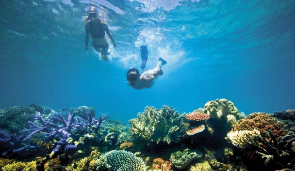 Scuba Diving at Lizard Island