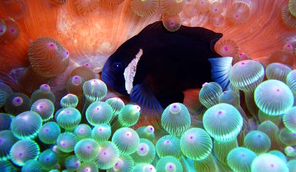 Scuba Diving at Capella Lodge