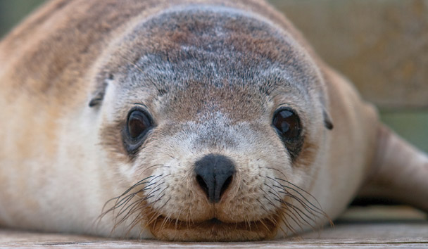 Wildlife Encounters at Southern Ocean Lodge