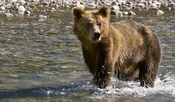 Wildlife Encounters at Sonora Resort
