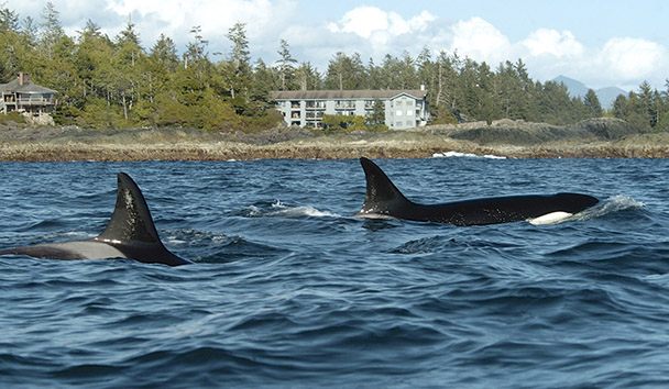 Wildlife Encounters at Wickaninnish Inn