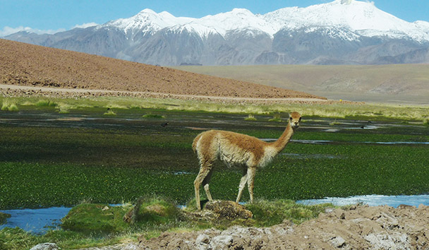 Wildlife Encounters at Awasi Hotel