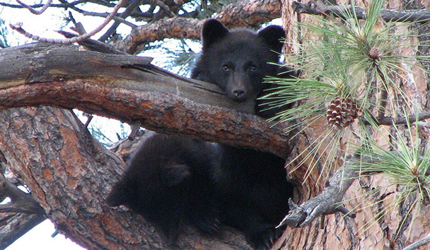 Wildlife Encounters at Triple Creek Ranch