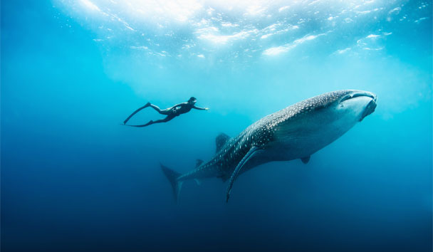 Scuba Diving at Soneva Fushi