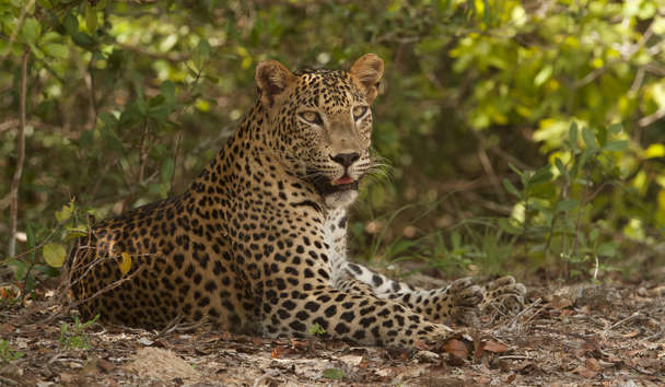 Wildlife Encounters at Uga Chena Huts