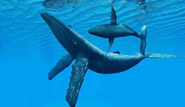 Wildlife Encounters at Lizard Island