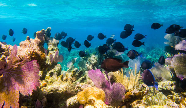 Scuba Diving at Amanyara