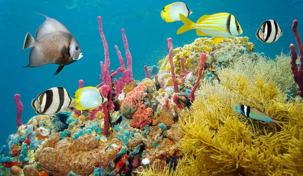 Scuba Diving at Sugar Beach, A Viceroy Resort