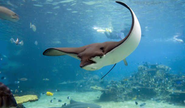 Scuba Diving at Half Moon