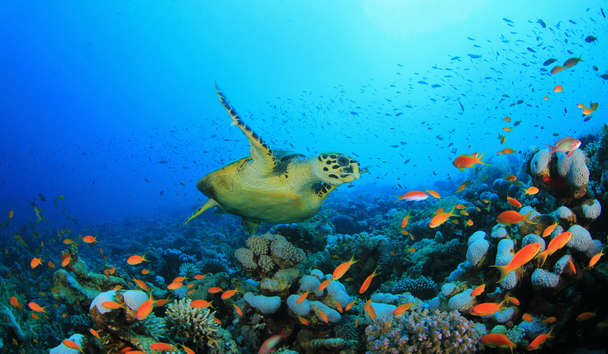 Scuba Diving at Constance Ephelia