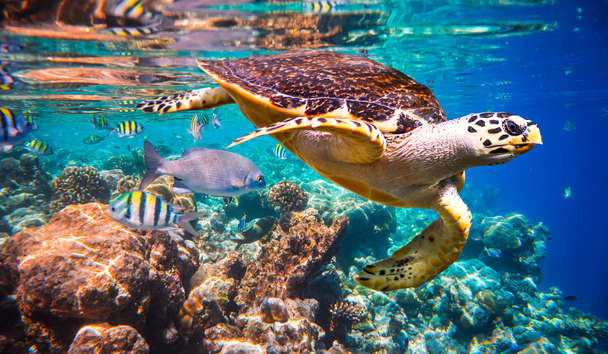 Scuba Diving at Four Seasons Resort Maldives at Kuda Huraa