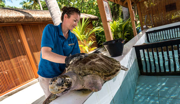 Wildlife Encounters at Four Seasons Resort Maldives at Landaa Giraavaru