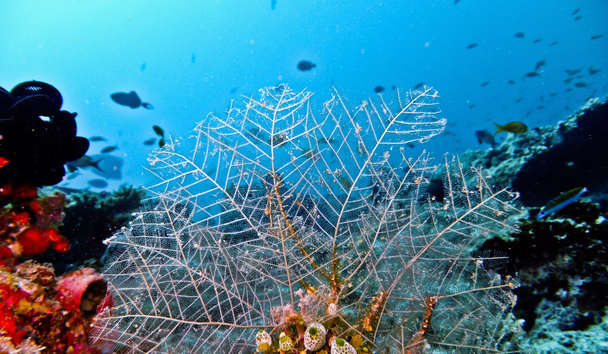 Scuba Diving at Gili Lankanfushi