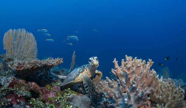 Scuba Diving at Six Senses Laamu