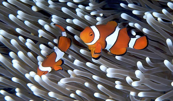 Wildlife Encounters at Qualia, Great Barrier Reef