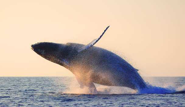 Wildlife Encounters at Post Ranch Inn