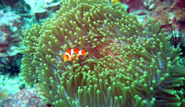 Scuba Diving at Amanpuri