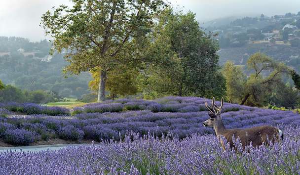 Weddings at Carmel Valley Ranch