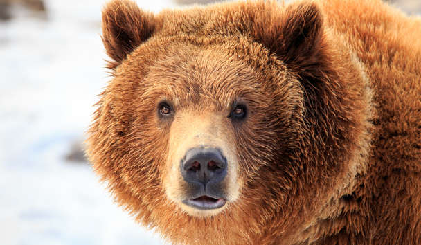 Wildlife Encounters at The Ranch At Rock Creek