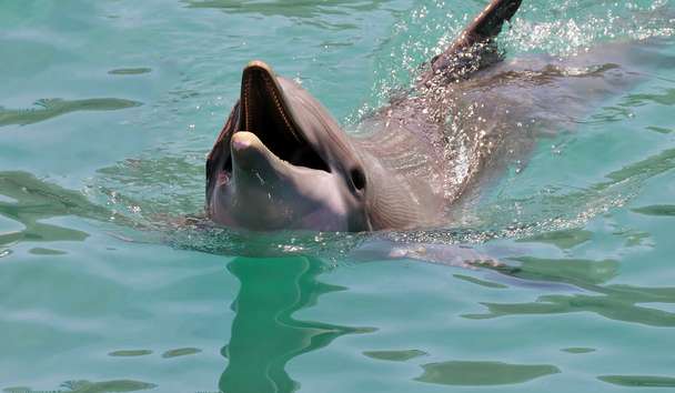Wildlife Encounters at Six Senses Laamu