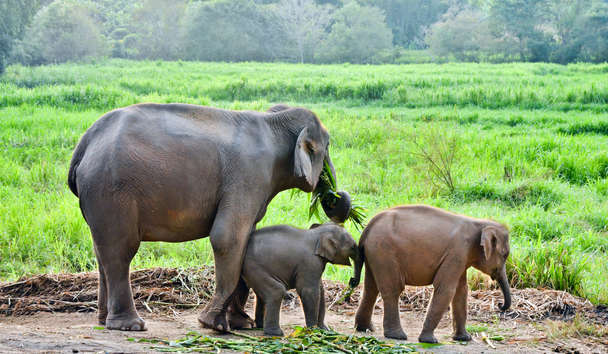 Wildlife Encounters at Anantara Rasananda Koh Phangan Villas