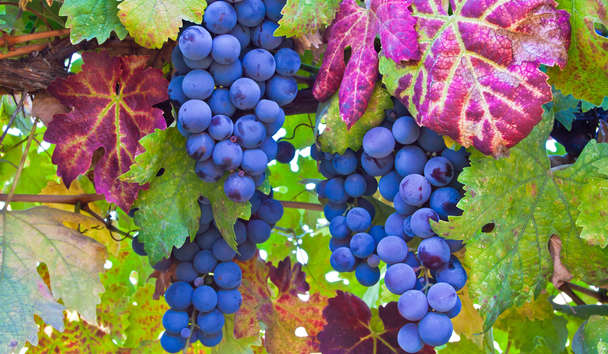 Hotel Experiences at Bardessono