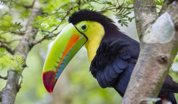 Wildlife Encounters at Pacuare Lodge