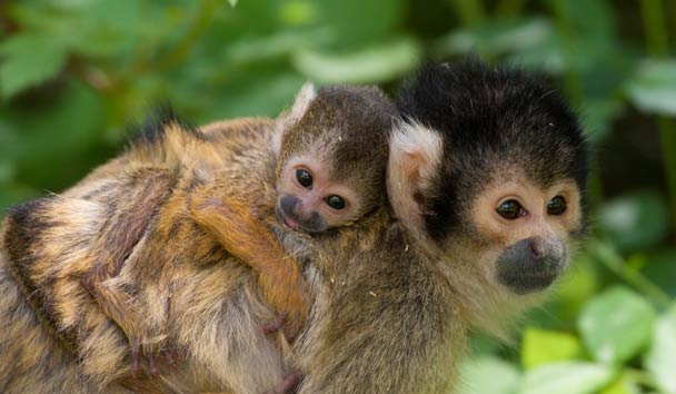 Wildlife Encounters at Nayara Gardens