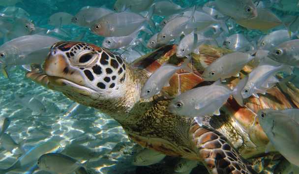 Wildlife Encounters at The Brando, Tetiaroa Private Island