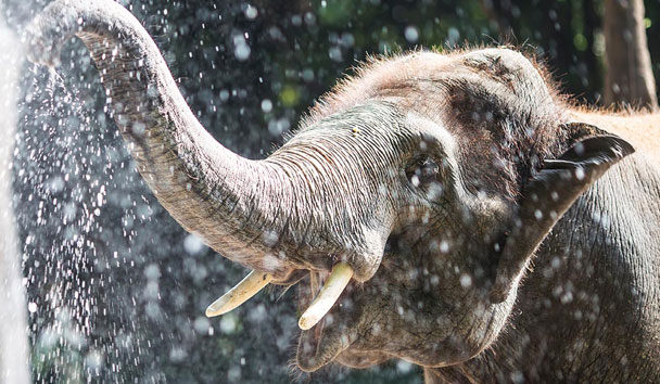 Culture & History at Raya Heritage