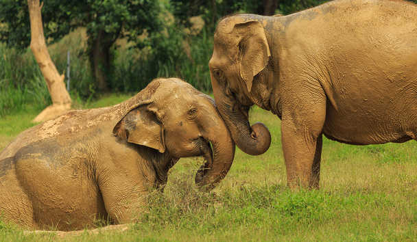 Wildlife Encounters at Elephant Hills
