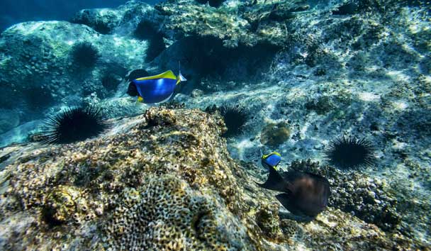 Scuba Diving at Six Senses Zil Pasyon