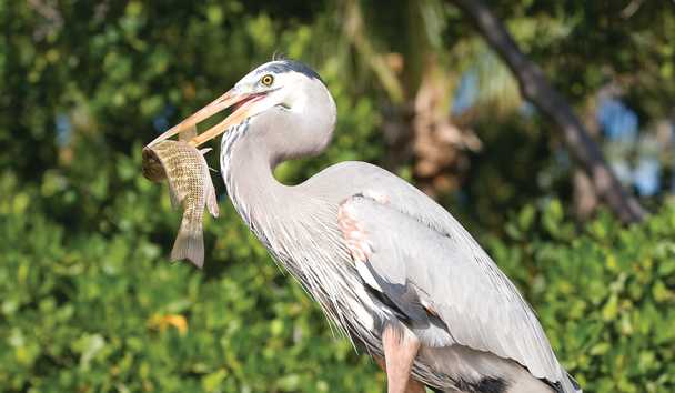 Wildlife Encounters at Little Palm Island Resort & Spa
