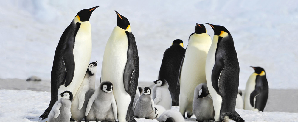 Wildlife