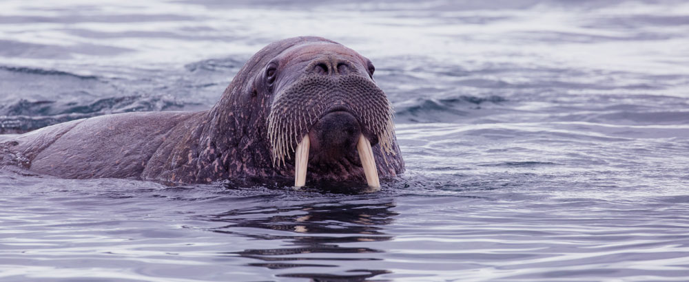 Wildlife